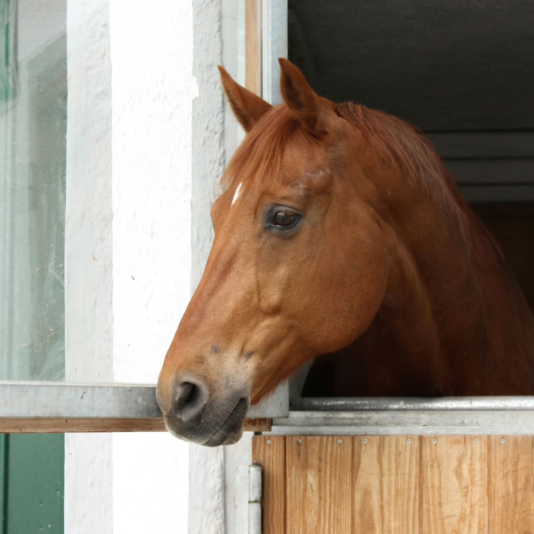 Poznáte všetky základné druhy krmiva